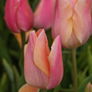 Graceful Tulips Art Print