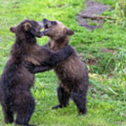 Two Brown Bear Cubs Playing #1 Art Print