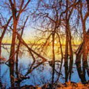 Twisted Trees On Lake At Sunset Art Print