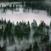 Yosemite Valley Of Trees #1 Art Print