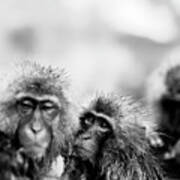 Jigokudani Monkey Park, Nagano, Japan #10 Art Print