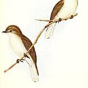 Beautiful Vintage Bird #1039 Art Print