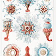 Ernst Haeckel Illustrations #11 Art Print