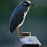 Nyctanassa Violacea - Yellow Crowned Night Heron Art Print