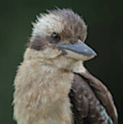 1904kooka1 Art Print