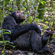 Adult Chimpanzee, Pan Troglodytes, In The Tropical Rainforest Of #2 Art Print