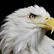 American Bald Eagle #2 Art Print
