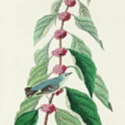 Blue-green Warbler #2 Art Print