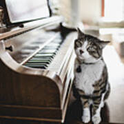 Domestic Cat Playing Piano Art Print
