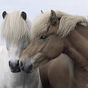 Icelandic Horses Art Print
