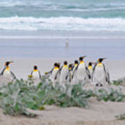 King Penguins, Volunteer Point, Falklands Islands. #2 Art Print