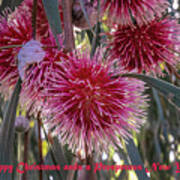 Pin-cushion Hakea #2 Art Print