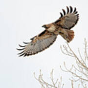 Red Tailed Hawk 7 #2 Art Print