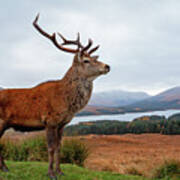 Scottish Red Deer Stag-glencoe #2 Art Print