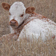 Texas Longhorn Calf #2 Art Print