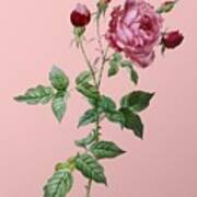 Vintage Provence Rose Botanical Illustration On Pink #3 Art Print