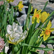 2020 Acewood Tulips, Hyacinth And Daffodils Art Print