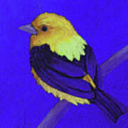 22 Scarlet Tanager Vs Yellow Art Print