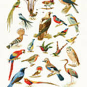 22 Species Of Birds Art Print