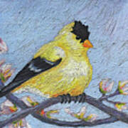 24 Goldfinch Art Print