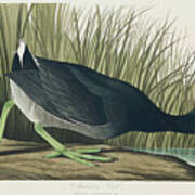 American Coot #3 Art Print