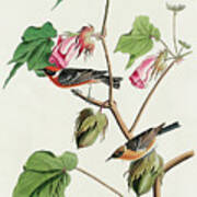 Bay-breasted Warbler #3 Art Print