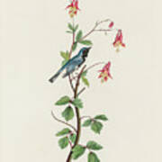 Black-throated Blue Warbler #3 Art Print