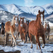 Colorado Horses #3 Art Print