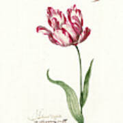 Great Tulip Book #3 Art Print