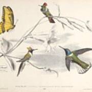 Hummingbirds #3 Art Print