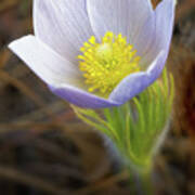 Pasque Flower #3 Art Print