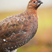 Red Grouse On A Dry Stone Wall In The Rain #3 Art Print