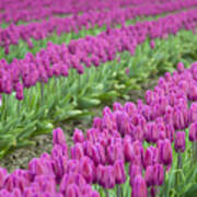 Skagit Valley Tulip Fields, Washington #3 Art Print