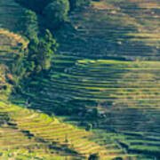 The Terraced Fields At Spring Time #3 Art Print