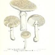 Vintage, Poisonous And Fly Mushroom Illustrations #3 Art Print
