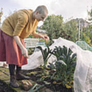 Young Woman Harvesting Vegetables #3 Art Print