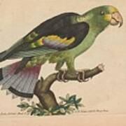 Beautiful Antique Parrot #31 Art Print