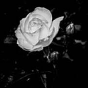 31.2024-1 Nicole Carol Miller Rose Black And White #312024 Art Print