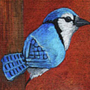 36 Blue Jay Art Print