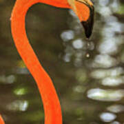 Flamingos Cartagena Colombia #39 Art Print