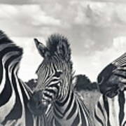 Burchelle's Zebra #5 Art Print