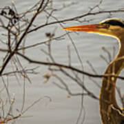 Great Blue Heron #4 Art Print