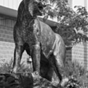 Montana State University Bobcat Statue In Black And White #4 Art Print
