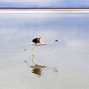 Two Greater Flamingos At Laguna Chaxa, Los Flamencos National Reserve, Chile #4 Art Print