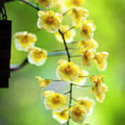 Yellow Orchid Flowers #4 Art Print