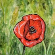 Red Poppy #5 Art Print