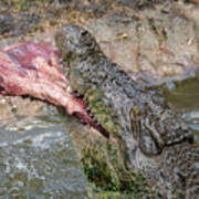 Saltwater Crocodile Eating #1 Art Print