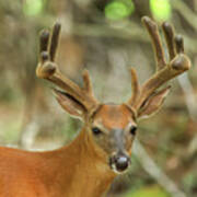 Whitetail Buck #51 Art Print