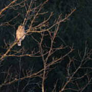 Barred Owl #6 Art Print