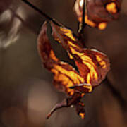 Nature Photography - Fall Leaves Art Print